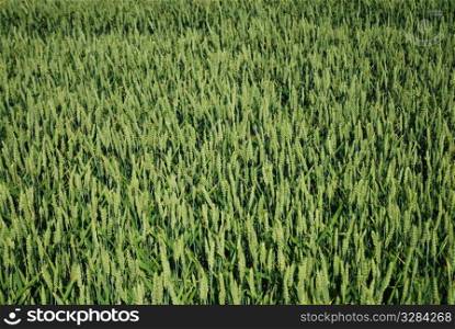 Cereal field of a wheat in the summer.