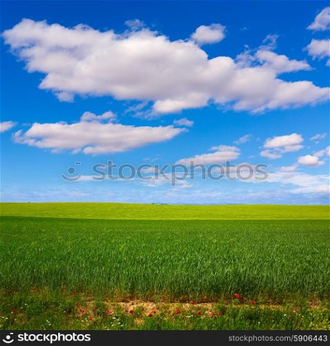 Cereal fields by The Way of Saint James in Castilla Leon of Spain
