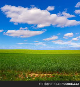 Cereal fields by The Way of Saint James in Castilla Leon of Spain