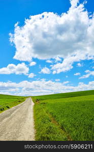 Cereal fields by The Way of Saint James in Castilla near Burgos