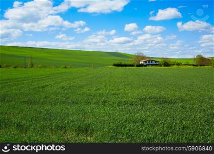 Cereal fields by The Way of Saint James in Castilla near Burgos