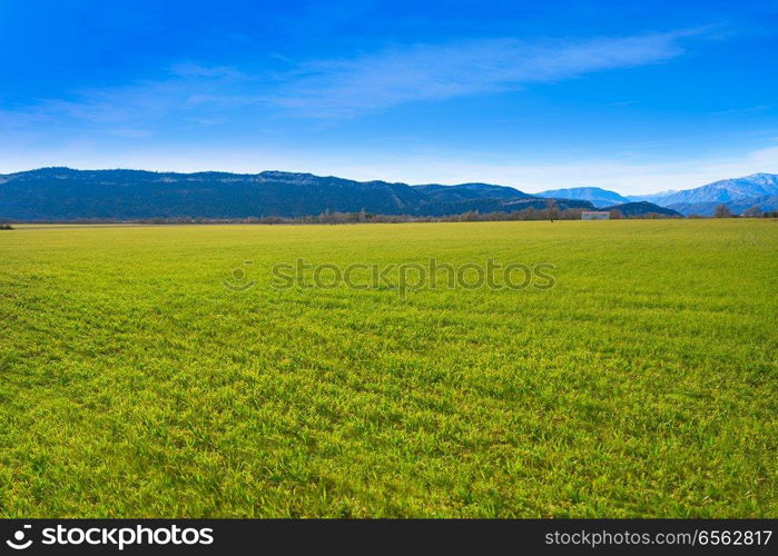 cereal fields green sprouts as meadows in Huesca of Spain