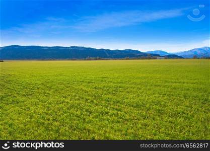 cereal fields green sprouts as meadows in Huesca of Spain