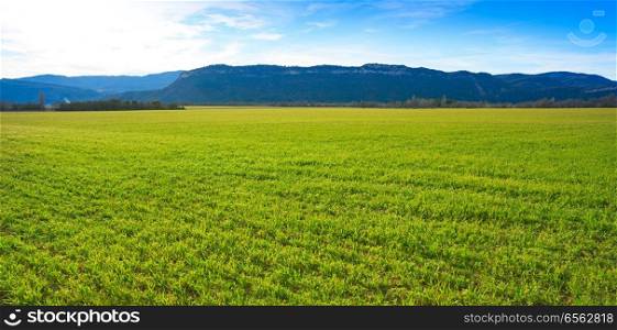 cereal fields green sprouts as meadows in Huesca of Spain