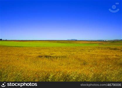 Cereal fields in Extremadura of Spain by via de la Plata way