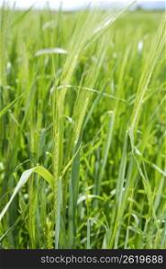 cereal green grain plants growing spikes spring grass