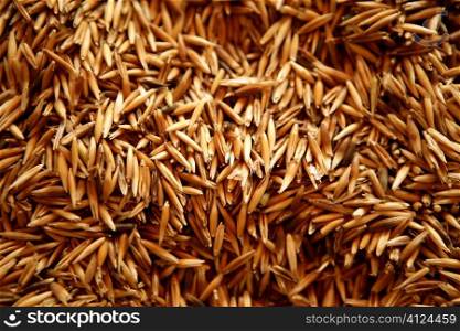 Cereal oats grain texture golden color pattern background