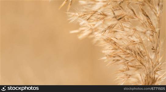 Cereal - Oats, toned photograph in warm color, outdoors shot