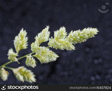 Cereal plant on a dark background