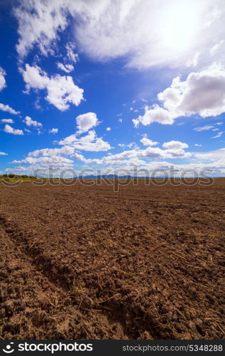 Cereal rice fields in fallow after harvest at Mediterranean Spain