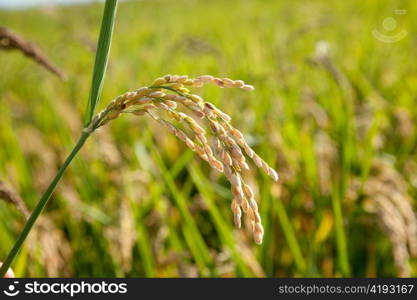 Cereal rice fields with ripe spikes closeup macro