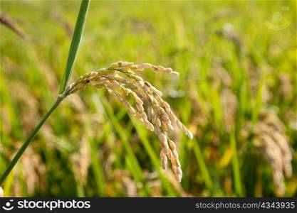 Cereal rice fields with ripe spikes closeup macro