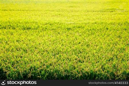 Cereal rice fields with ripe spikes focus on foreground