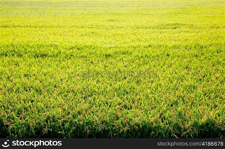 Cereal rice fields with ripe spikes focus on foreground