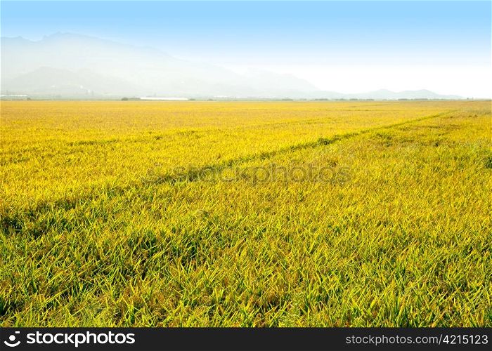 Cereal rice fields with ripe spikes in Valencia province spain