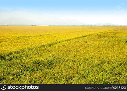 Cereal rice fields with ripe spikes in Valencia province spain