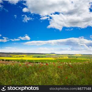 Cereal spring fields in Castilla by the way of Saint James at Via de la Plata of Spain