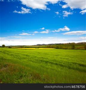 Cereal spring fields in Castilla by the way of Saint James at Via de la Plata of Spain