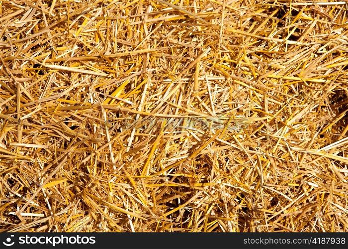 cereal straw just after harvesting texture
