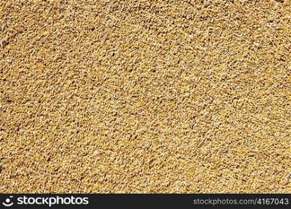cereal wheat grain texture pattern in harvest time