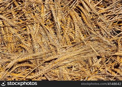 cereal wheat spikes pattern background in harvesting