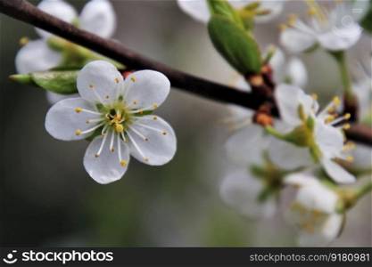 cereal white stamens cherry blossom