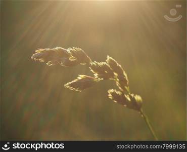 cereals . cereals in the sun