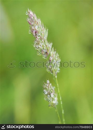 cereals in droplets