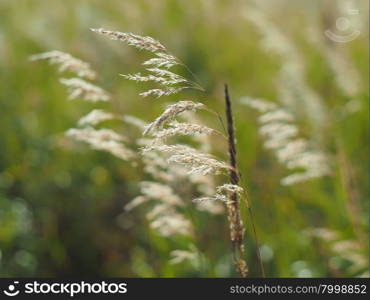 cereals in the forest