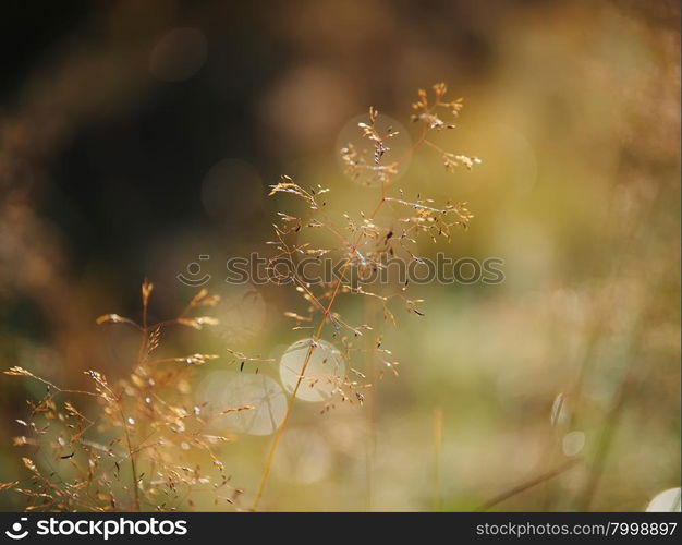 cereals in the forest