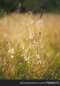 cereals in the forest