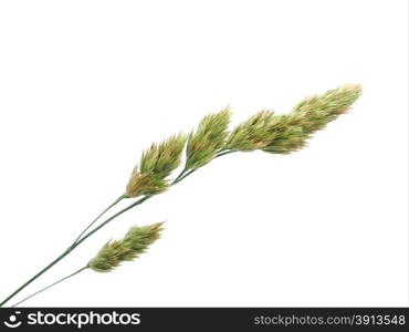cereals on a white background