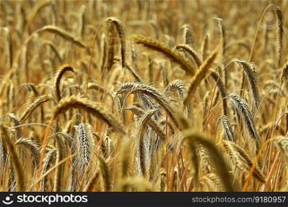 cereals wheat field farm crop