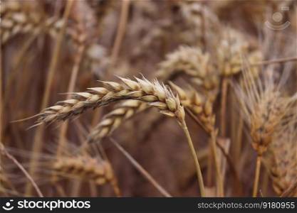 cereals wheat field wheat field