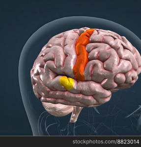 Cerebrum  is the largest part of the brain and is composed of right and left hemispheres. It performs higher functions like interpreting touch, vision and hearing, as well as speech, reasoning, emotions, learning, and fine control of movement. 3D illustration. Anatomy of the brain and its colored parts