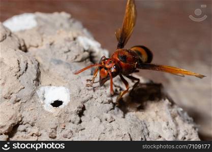 Ceriana wasp macro is nesting
