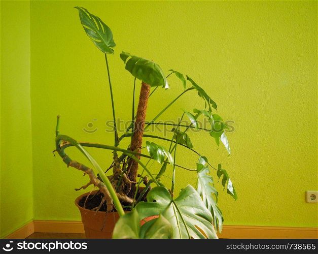 ceriman (Monstera deliciosa) aka fruit salad plant. ceriman (Monstera deliciosa) plant