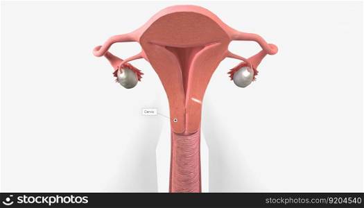 Cervical cancer is a disease that affects the cervix, characterized by tumor growth. 3D rendering. Cervical cancer is a disease that affects the cervix, characterized by tumor growth.