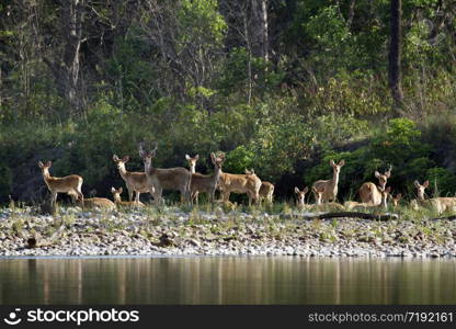 cervus duvaucelii. Cerf des marais