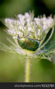 Cetonia aurata, also known as rose chafer or green rose chafer, on a Daucus carota flower, under the warm summer sun in Kiev, Ukraine