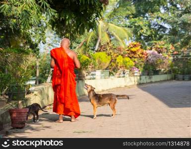 Ceylon, buddhist feeding dogs in buddha temple. Shri Lanka, Unesco heritage. Asia culture, buddhism religion. Ceylon, buddhist feeding dogs in buddha temple