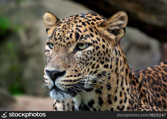 Ceylon leopard, Panthera pardus kotiya, Big spotted cat