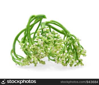 Ceylon Spinach isolated on white background