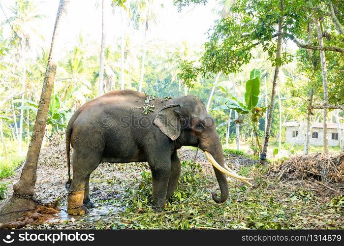 Ceylon wild elephant in tropical jungle. Sri Lanka wildlife. Ceylon wild elephant in tropical jungle