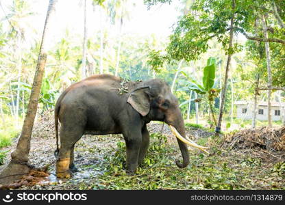 Ceylon wild elephant in tropical jungle. Sri Lanka wildlife. Ceylon wild elephant in tropical jungle