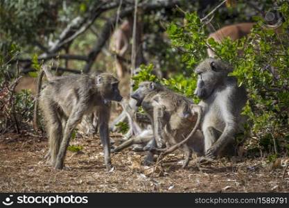 Chacma baboon family fight in Kruger National park, South Africa ; Specie Papio ursinus family of Cercopithecidae. Chacma baboon in Kruger National park, South Africa