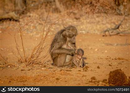 Chacma baboon mother and baby sitting in the grass in the Welgevonden game reserve, South Africa.