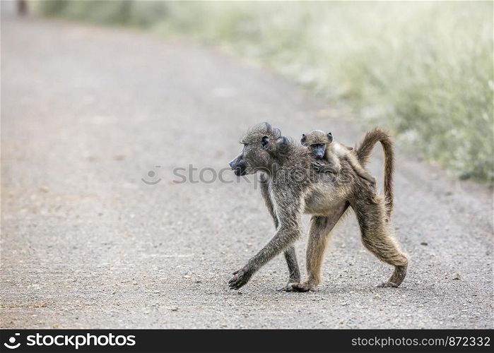Chacma baboon mother carying her baby in Kruger National park, South Africa ; Specie Papio ursinus family of Cercopithecidae. Chacma baboon in Kruger National park, South Africa
