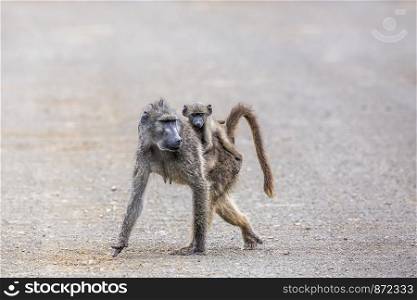 Chacma baboon mother carying her baby in Kruger National park, South Africa ; Specie Papio ursinus family of Cercopithecidae. Chacma baboon in Kruger National park, South Africa