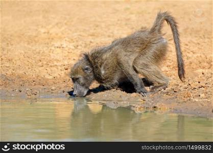 Chacma baboon (Papio ursinus) drinking water, Mkuze game reserve, South Africa